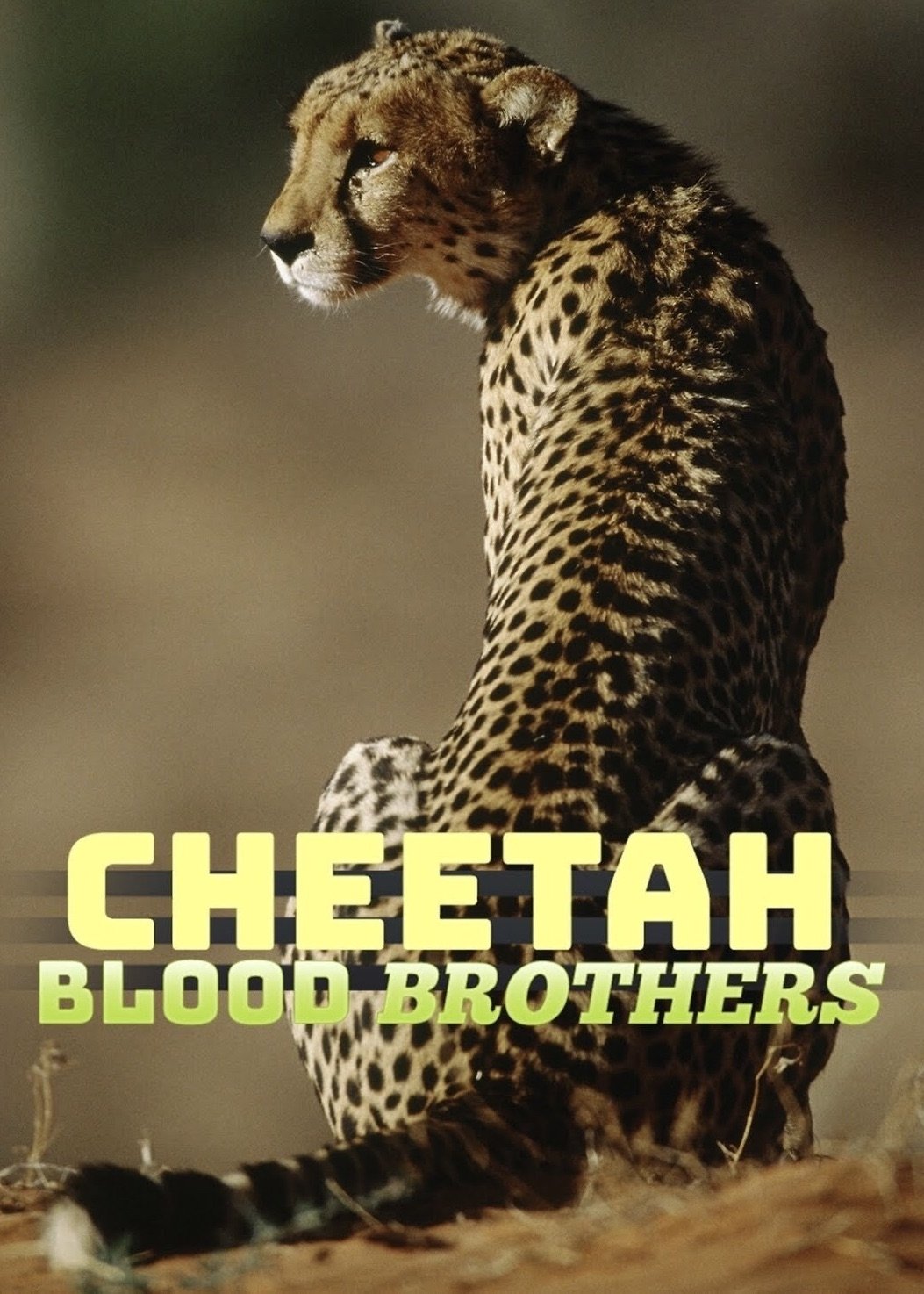 Постер Cheetah Blood Brothers